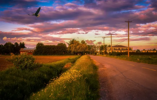 Road, field, clouds, bird, eagle, houses, province