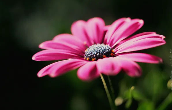 Picture macro, petals, gerbera
