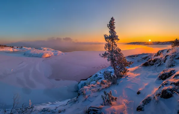Picture winter, snow, sunset, lake, tree, ice, pine, Lake Ladoga