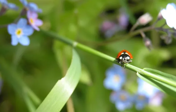 Green, nature, leaf, bug, Ladybird