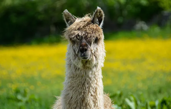 Summer, look, face, background, portrait, lawn, Lama, bangs
