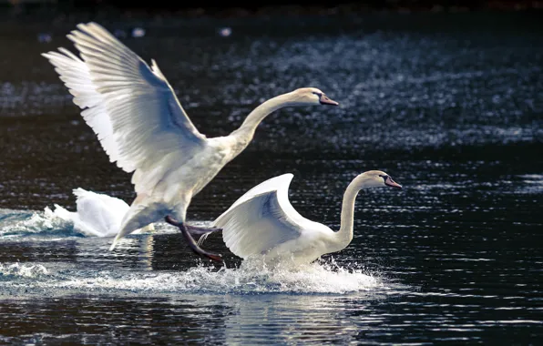 Nature, lake, swans