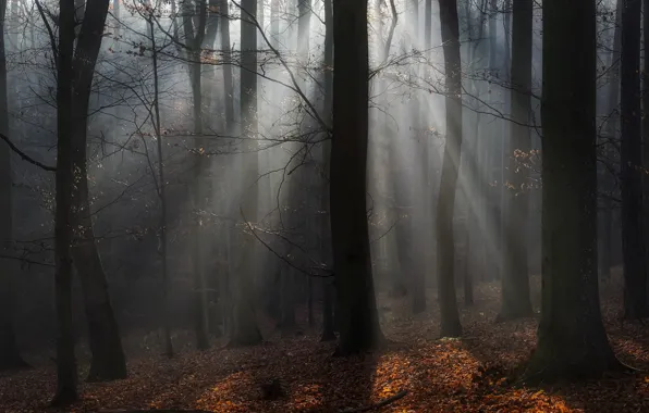 Autumn, forest, rays, light, trees, branches, nature, fog
