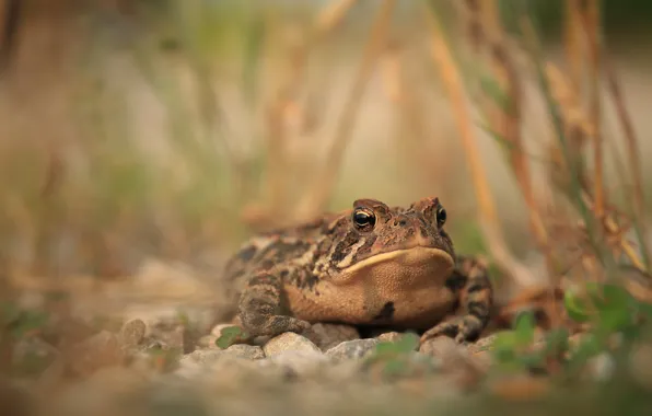 Look, stones, background, stems, frog, toad, blurred