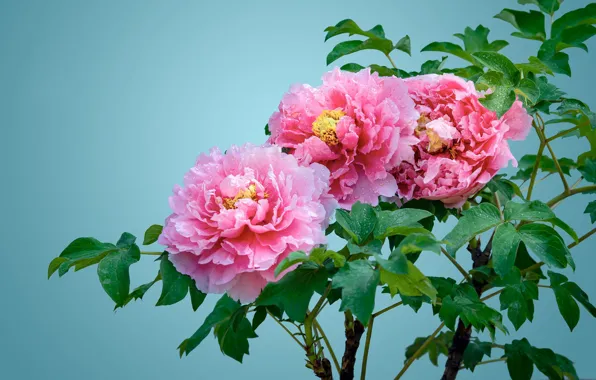 Leaves, drops, macro, flowers, stems, Bush, pink, blue background