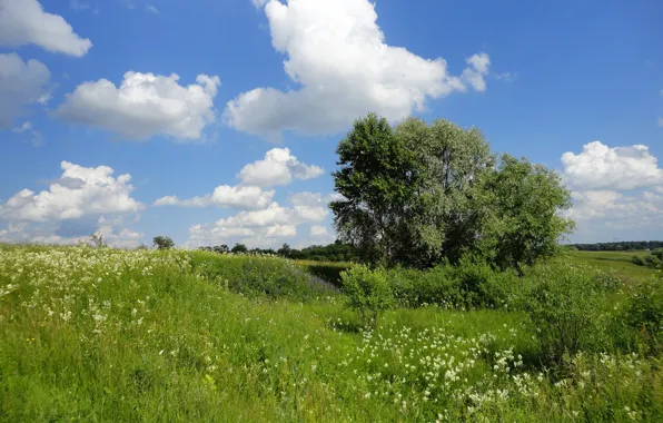 Picture the sky, grass, clouds, trees, Wallpaper, wallpapers