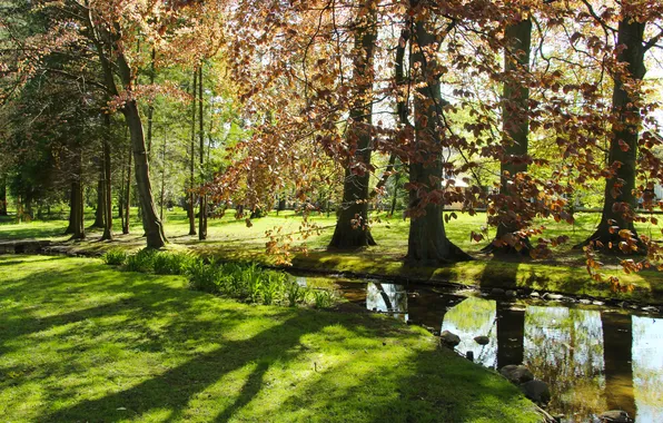 Trees, park, spring