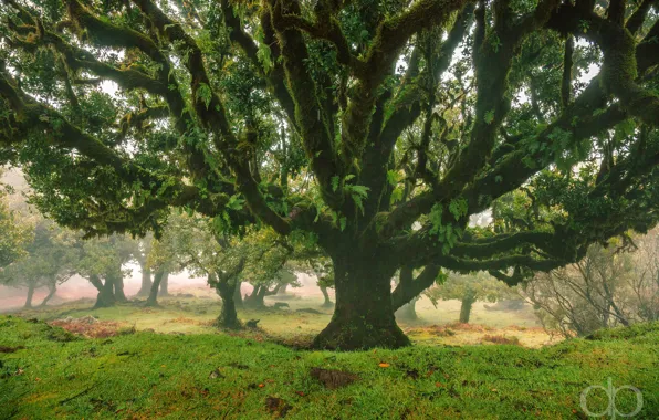 Forest, nature, Park, tree, David Pinzer Photography