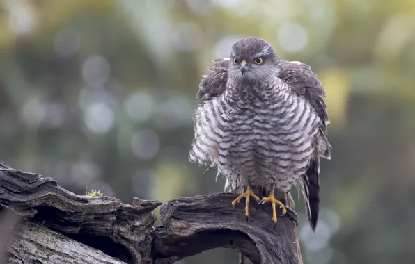 Bird, feathers, snag, hawk, bokeh