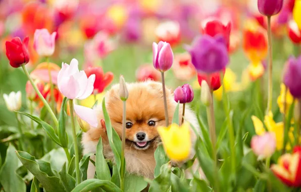 Field, flowers, dog