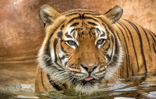 Picture eyes, look, tiger, predator