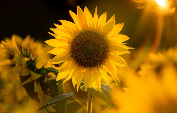 Flower, summer, the sun, rays, light, yellow, sunflower, bokeh