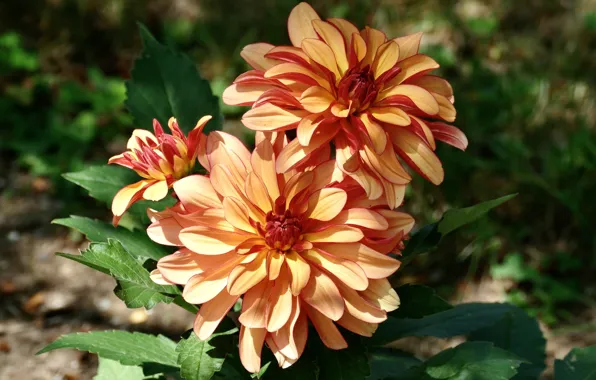 Leaves, macro, light, flowers, orange, Duo, bokeh, dahlias