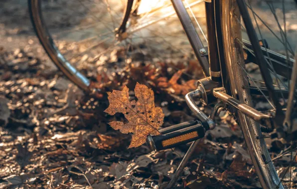 Picture autumn, leaves, bike