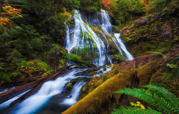 Picture autumn, forest, vegetation, waterfall, stream, fern, bright color