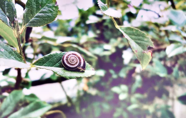 Picture leaves, snail, Macro, Leaf, Mollusk