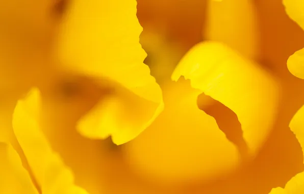 Macro, yellow, nature, Tulip