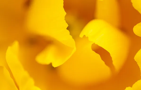 Macro, yellow, nature, tulips