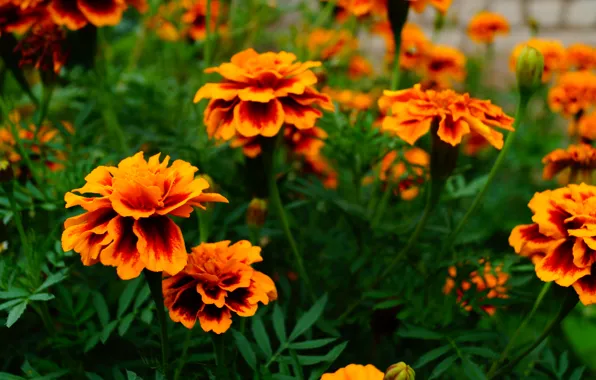 Green, orange, marigolds