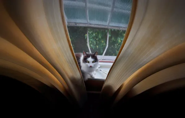Cat, cat, look, window, sill, curtains, view
