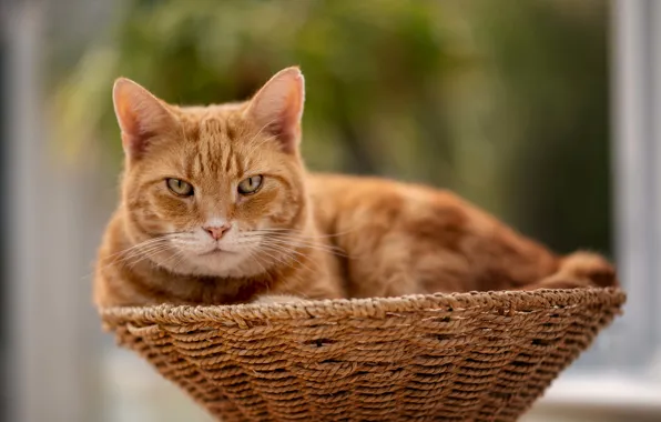 Picture cat, cat, look, red, muzzle, basket, bokeh, cat