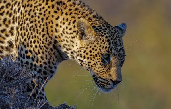 Picture face, background, predator, leopard, wild cat
