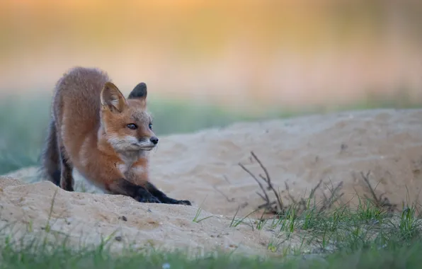 Sand, grass, look, nature, pose, paws, Fox, face
