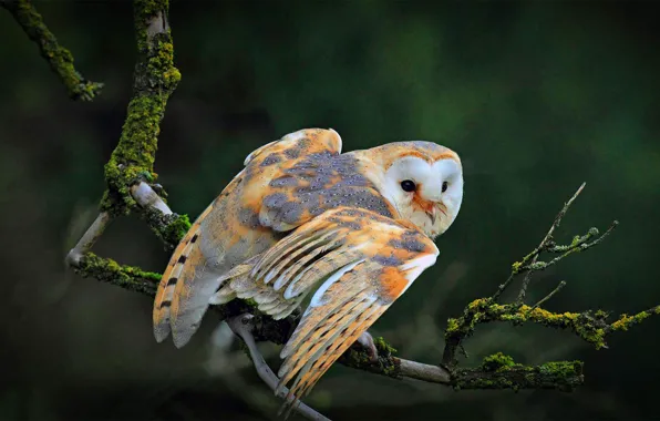 Picture branches, owl, bird, Common barn owl