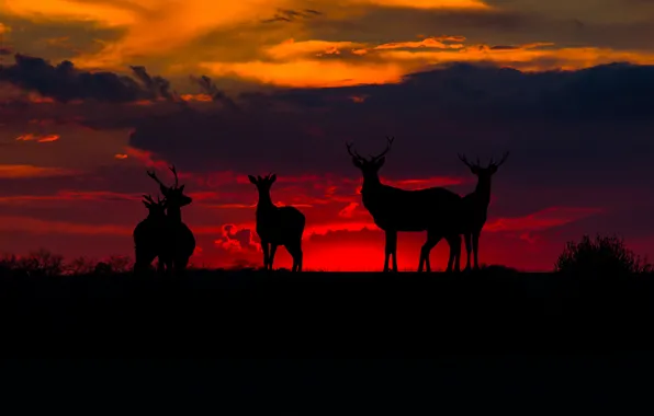Deer, silhouettes, bloody sunset