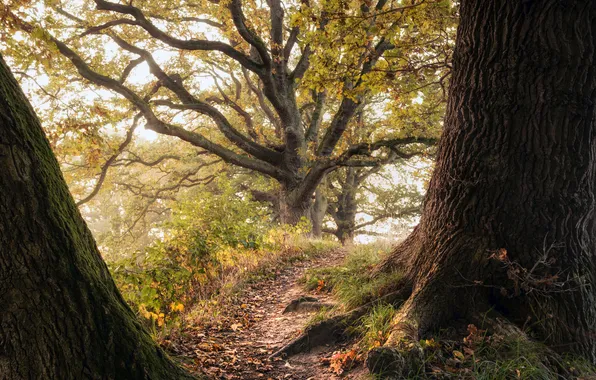 Autumn, forest, trees, branches, Park, trunks, path