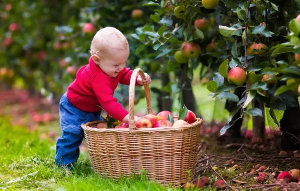 Joy, basket, apples, child, boys, child, apples, basket