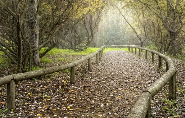 Road, landscape, the fence
