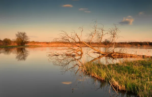 Picture sunset, lake, tree, dry