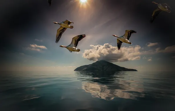 Picture flight, bird, island