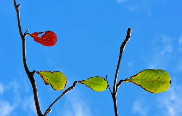 Autumn, the sky, leaves, branches, nature, color