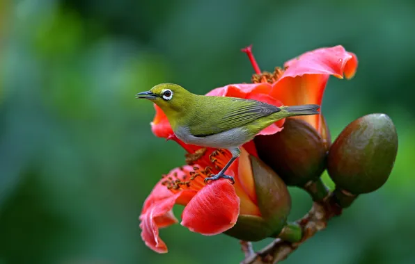 Picture flowers, nature, bird, Bud, white eye