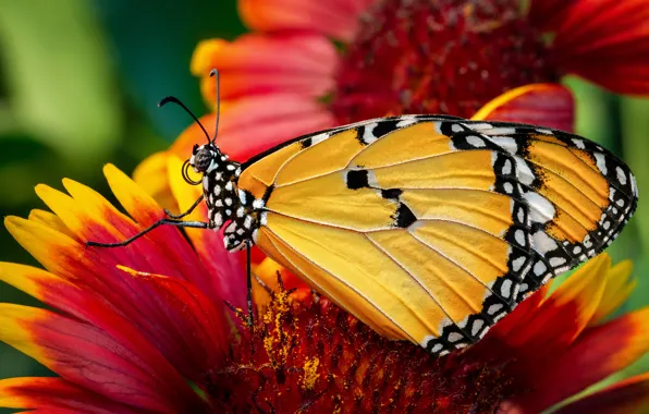 Animals, summer, macro, flowers, Butterfly, insect, Monarch krezip