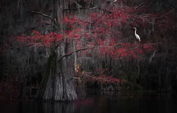 Picture nature, tree, bird