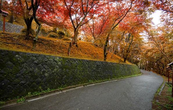 Picture road, autumn, leaves, trees, Park, road, nature, park