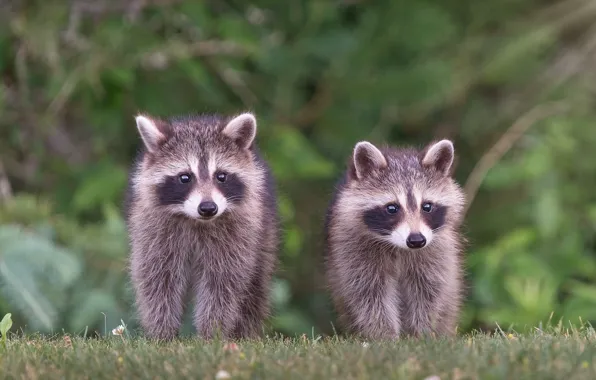 Grass, glade, raccoon, a couple, bokeh, raccoons, cubs, faces