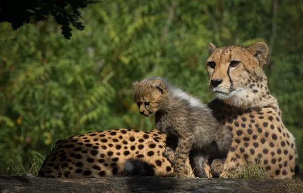 Nature, stay, baby, pair, cub, mom, two, cheetahs