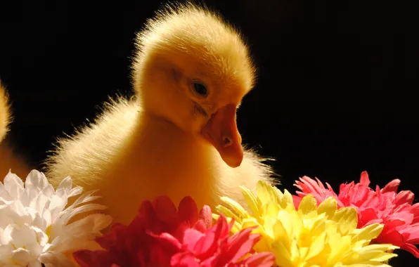 Picture animals, flowers, bird, Gosling