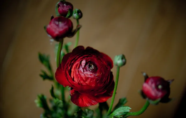 Picture nature, Bush, petals, Bud