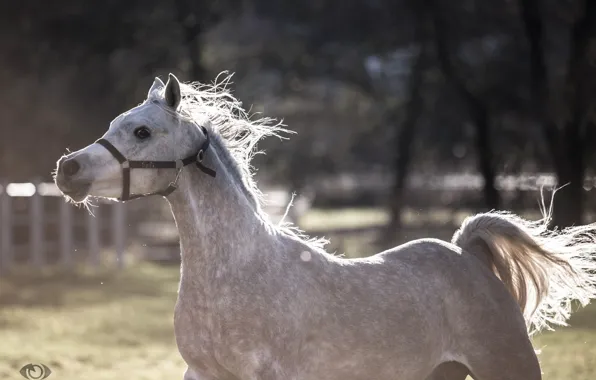 Picture movement, horse, horse, the game, running, mane, tail, (с) Oliver Seitz