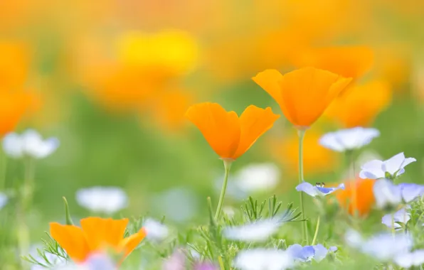 Meadow, escholzia, California poppy