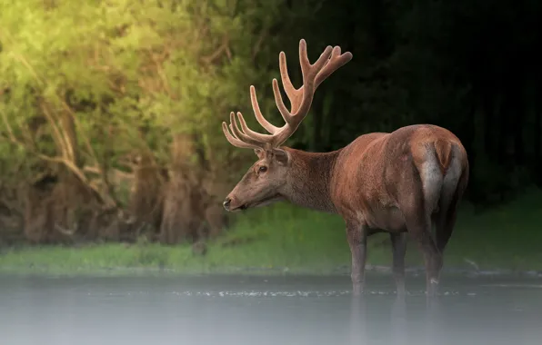 Picture forest, water, pose, shore, deer, bathing, pond