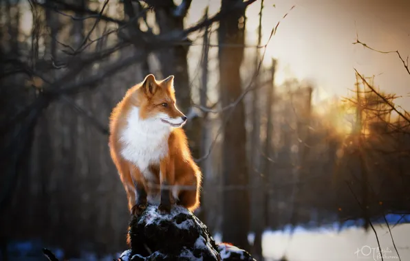 Winter, forest, nature, animal, Fox, Natalia Ponikarova