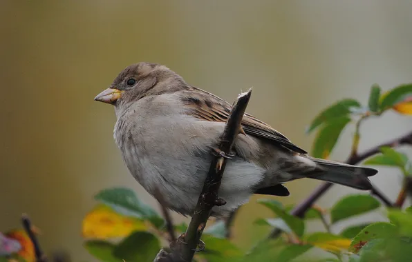 Picture nature, bird, foliage, branch, Sparrow