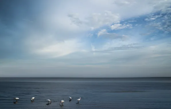 Picture sea, the sky, birds
