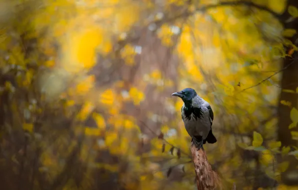Picture autumn, forest, bird